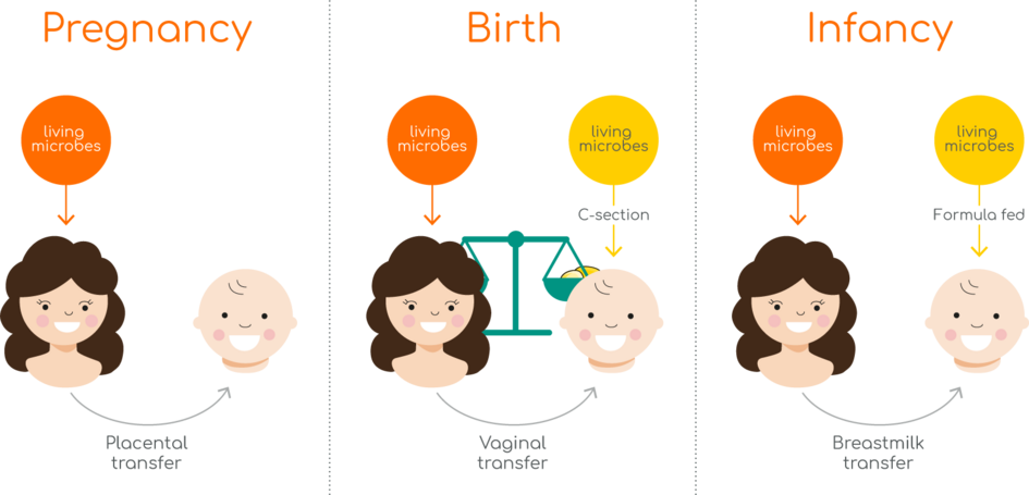 Illustration depicting the transfer of living microbes from mother to baby during pregnancy, birth, and infancy, highlighting the different stages of microbial exposure.